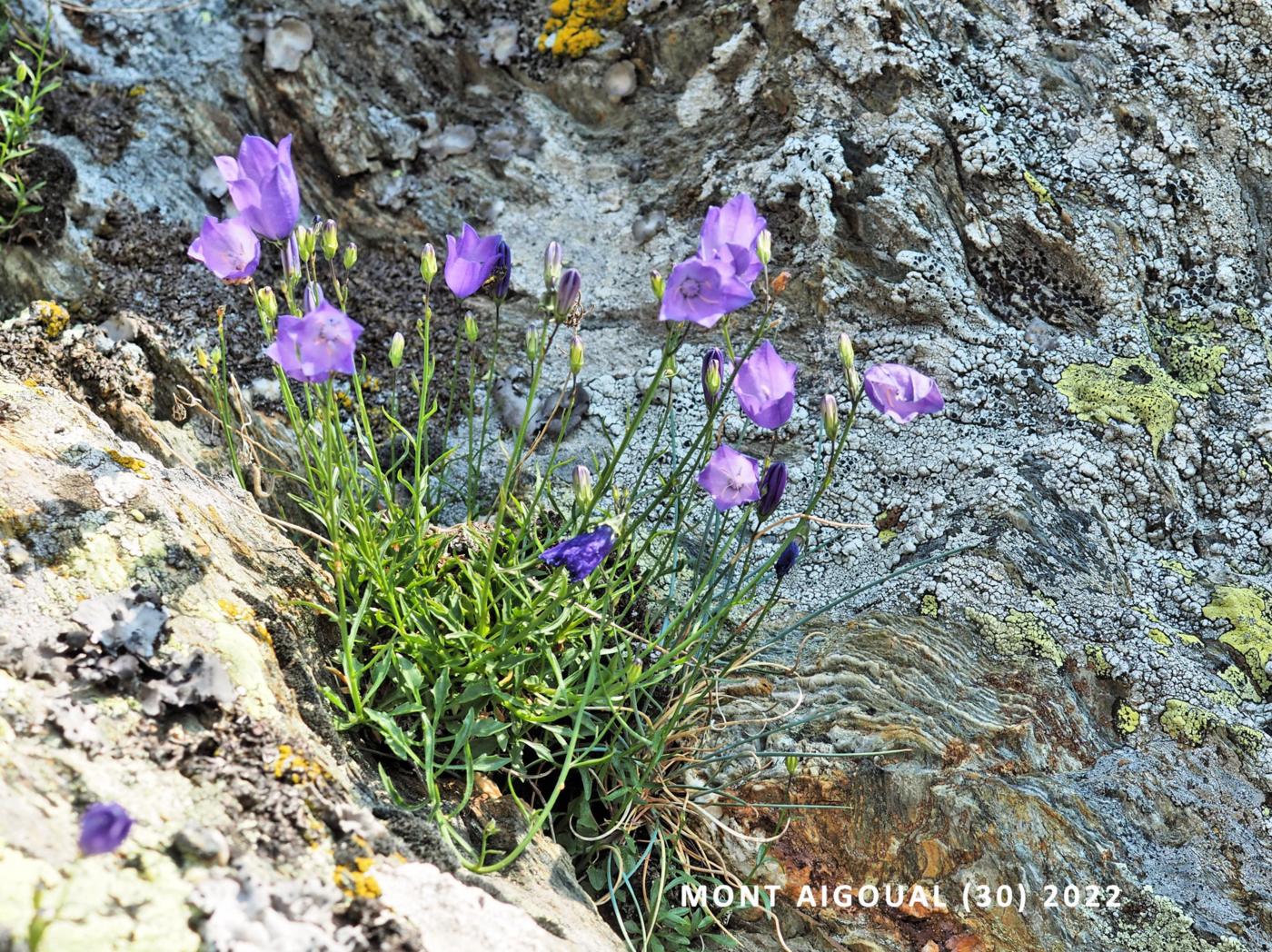 Harebell plant